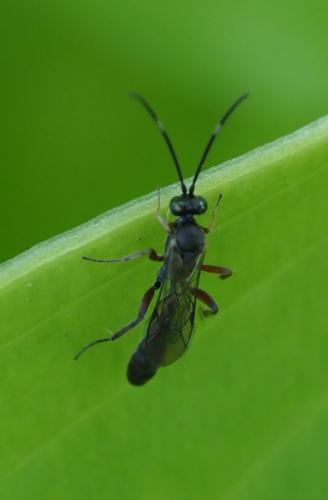 Réf. 262 606 : Callidora albovincta